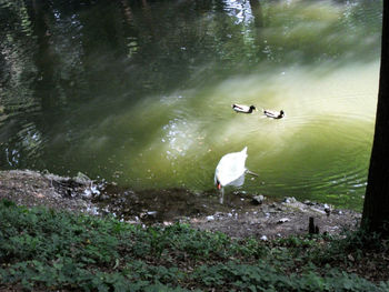 View of birds swimming in lake