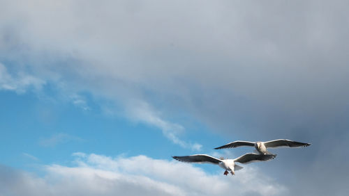 Low angle view of seagulls flying against sky