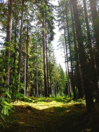 Low angle view of trees in forest