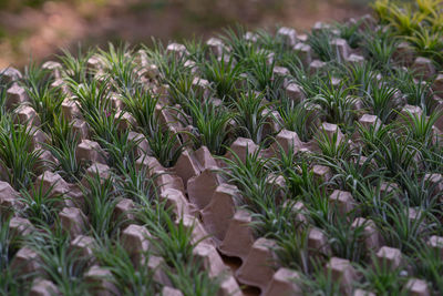 Close-up of plants growing on land