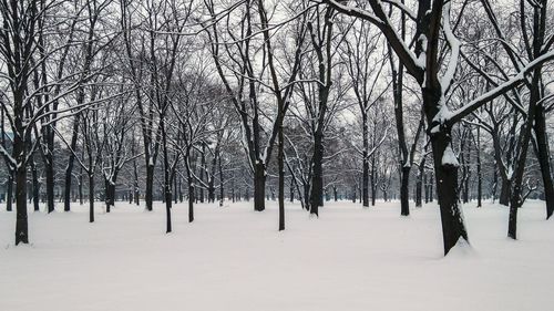 Bare trees on snow covered landscape
