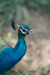 Close-up of a peacock