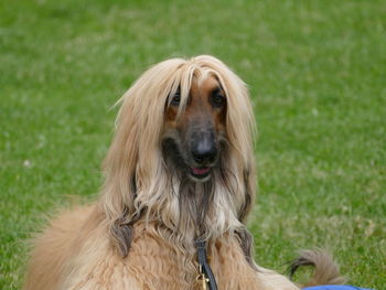 Portrait of dog on field