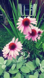 Close-up of pink flowers