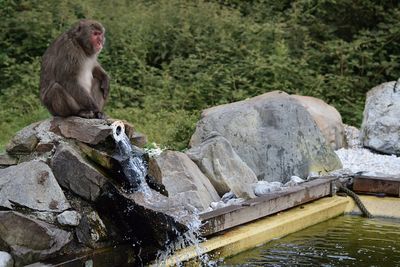 Monkey sitting on rock by lake