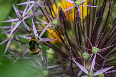 Close-up of bee on flower