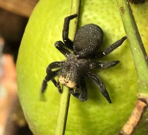 Close-up of insect on flower