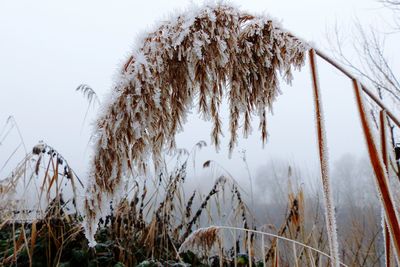 Close-up of plants against clear sky during winter