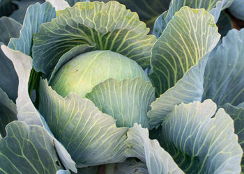 Cabbage field in the cabbage growing