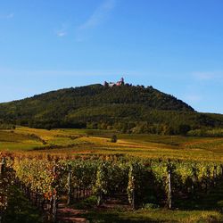 Scenic view of vineyard against sky