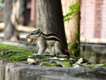 Close-up side view of squirrel