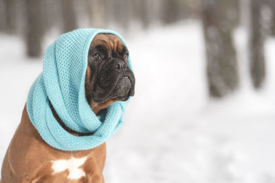 Portrait of a dog in a winter forest front view