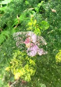 High angle view of purple flowering plants on land