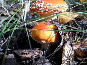 Close-up of mushroom growing on the ground