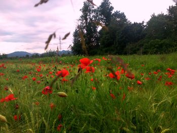 Red poppy flowers growing in field
