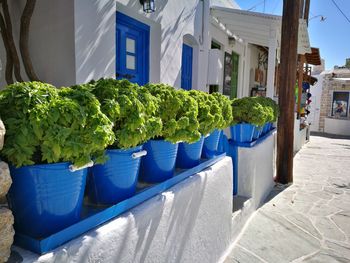 Close-up of plants in front of building