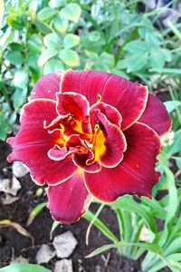 Close-up of red flower
