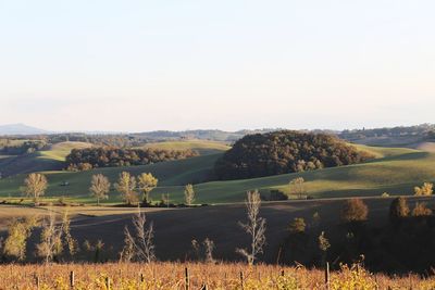 Scenic view of field against clear sky