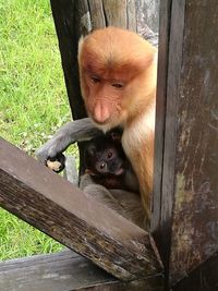 Monkey sitting on wood