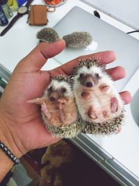 Baby hedgehog