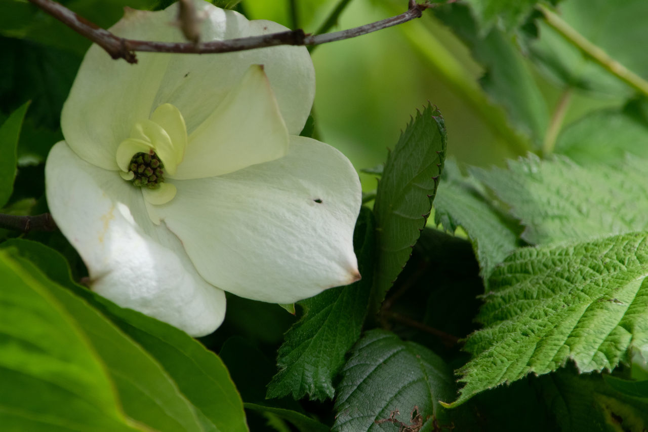 CLOSE-UP OF WHITE ROSE FLOWER