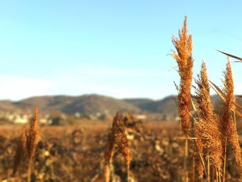 Close-up of plant growing on field against sky