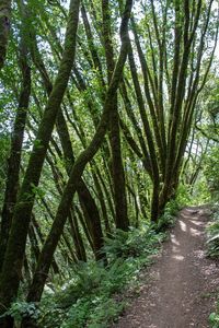 View of trees in forest