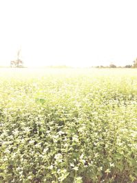 Scenic view of field against clear sky