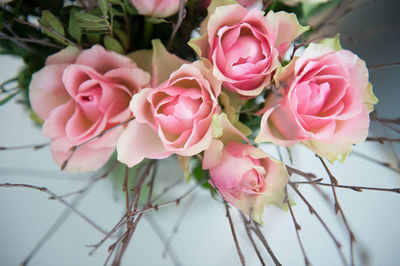 Close-up of pink flowers
