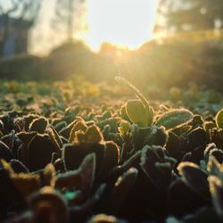 Close-up of plants during sunset