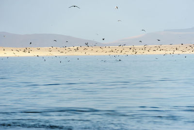 Scenic view of birds flying over sea against sky