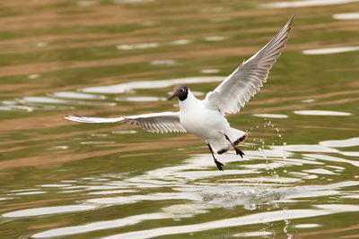Spotting a seagull in flight at the lake of constance in altenrhein in switzerland 28.4.2021