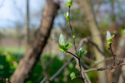 Close-up of white flowering plant