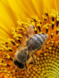 Close-up of butterfly pollinating on sunflower