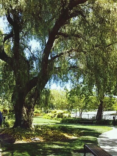 tree, growth, green color, tree trunk, tranquility, park - man made space, nature, tranquil scene, branch, beauty in nature, grass, sunlight, scenics, park, shadow, day, outdoors, water, landscape, bench