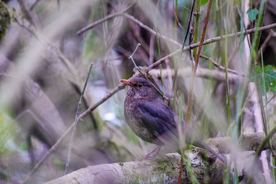 Close-up of bird perching on branch