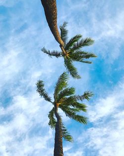 Low angle view of tree against sky