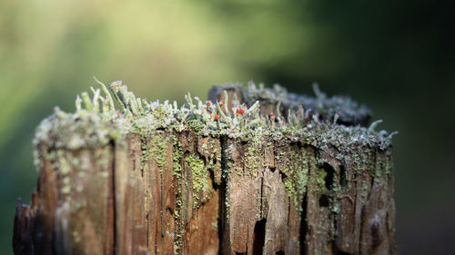 Close-up of moss growing on tree trunk
