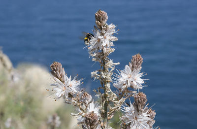 Close-up of thistle flowers