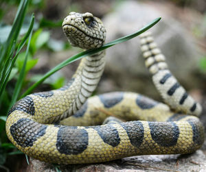 Close-up of snake