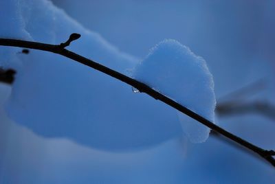 Low angle view of frozen plant against sky