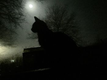 Low angle view of silhouette cat against sky at night