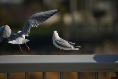 Seagulls perching on railing