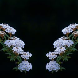 Close-up of white flowers on tree