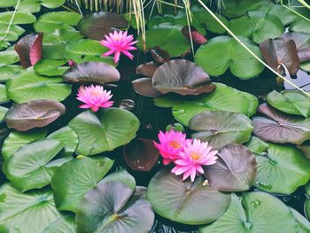 Close-up of lotus water lily