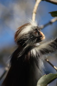 Close-up of a bird