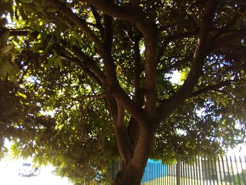 Low angle view of tree against sky