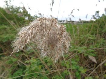 Close-up of grass on field