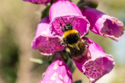Close-up of bee pollinating on pink flower