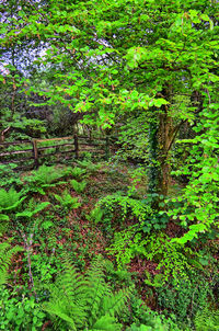 Trees and plants in forest